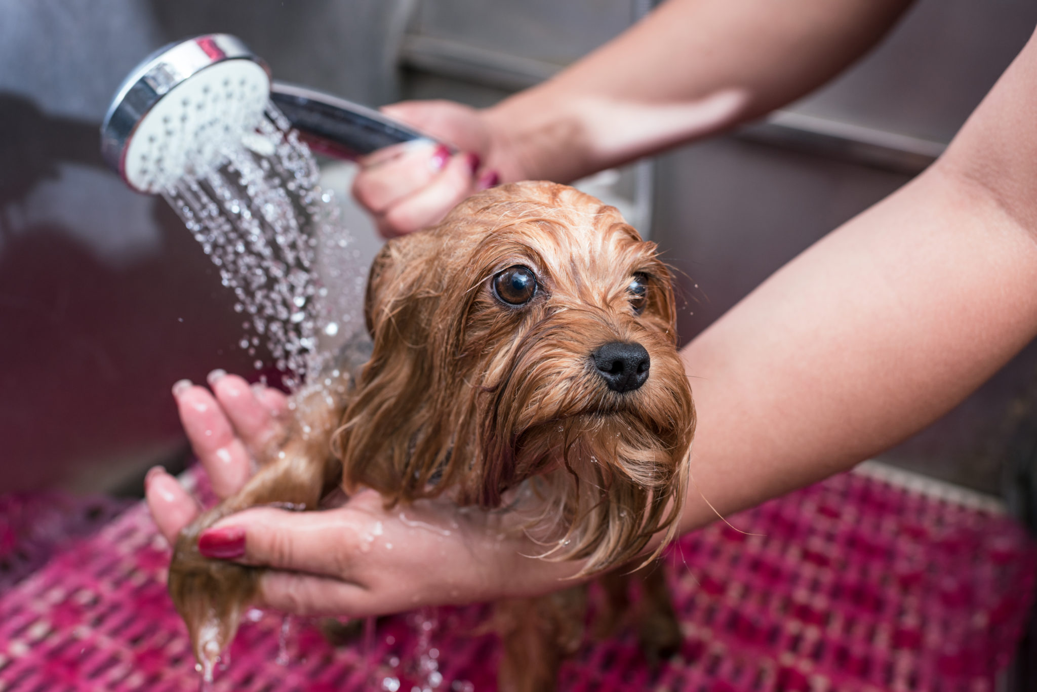 services-the-grooming-gallery